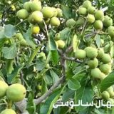 نهال گردو چندلر