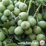 نهال گردو فرنور