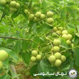 نهال گردو کانادایی