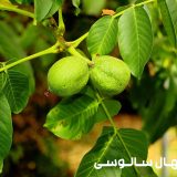 نهال گردو کاغذی