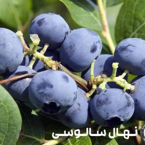 نهال بلوبری