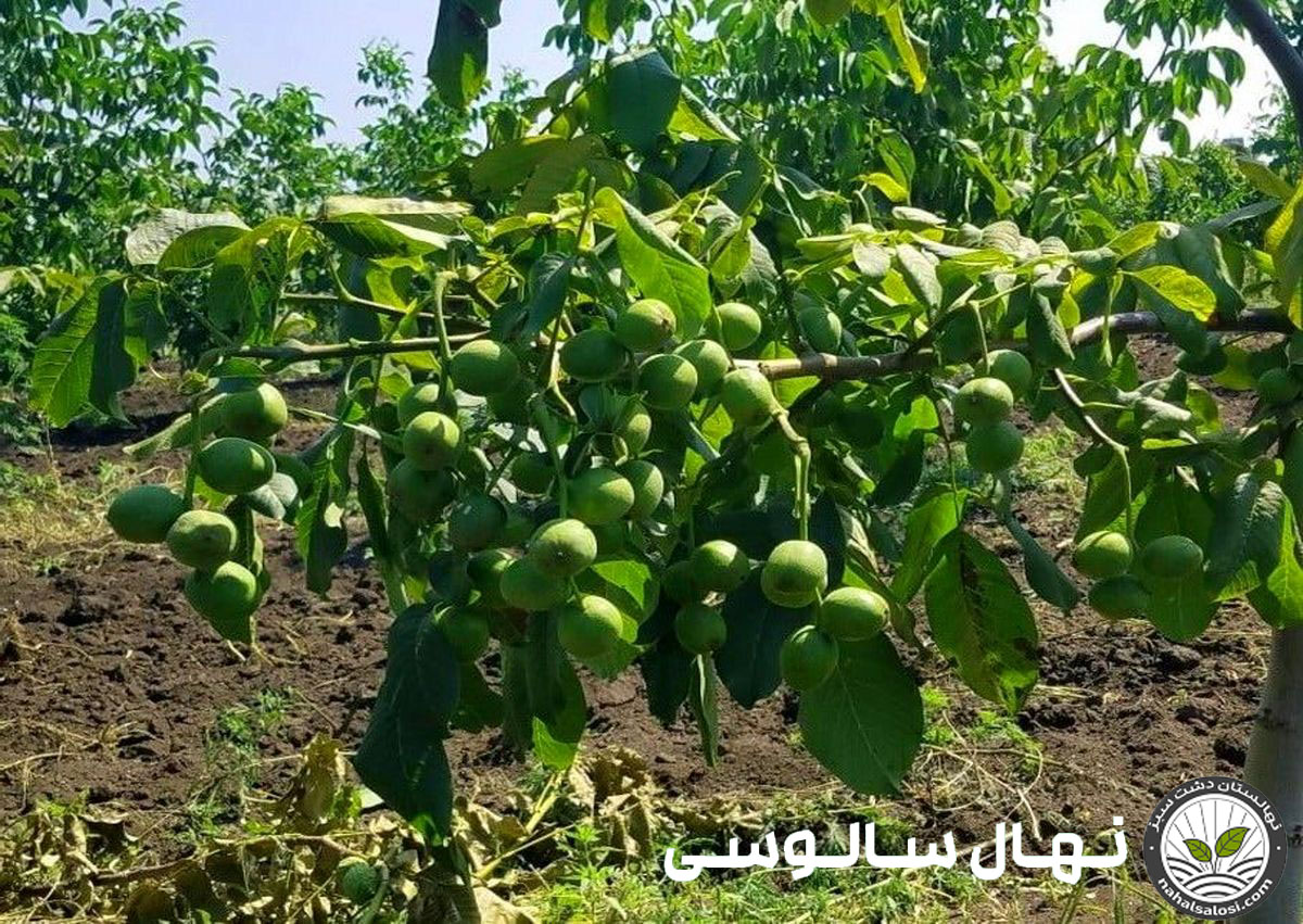 طول عمر درخت گردو چقدر است؟